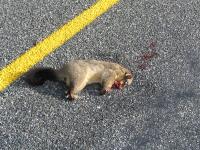 Albums/20060200-New Zealand 2006/20060210-Te Anau to Milford/60